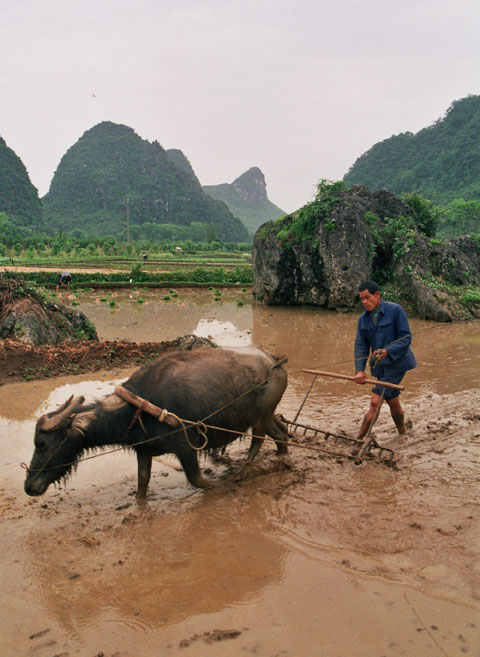 Farmer plowing his fields in Yangshuo