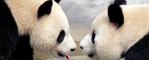 Giant Panda Behavior and Its Low-Stress Lifestyle