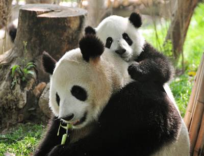 Giant Panda in Chengdu