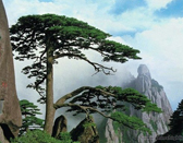 The Yellow Mountains