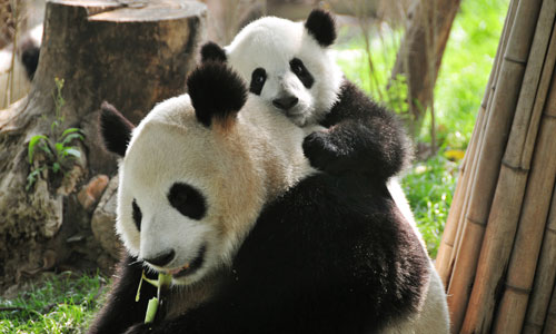 The Panda Breeding and Research Center