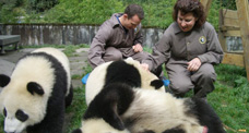 Pandas Encounter with panda families