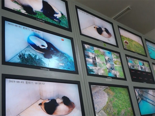 Observe pandas' acts in the stuff-only control room