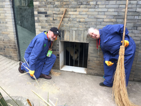 Clean panda's enclosure