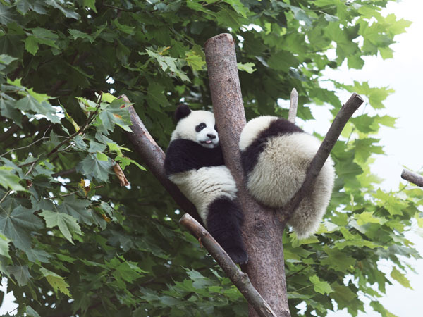 Panda kindergarten of the base