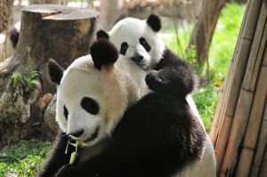 Giant Pandas