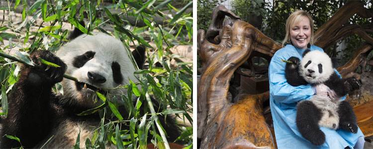 The giant panda in Dujiangyan Panda Base