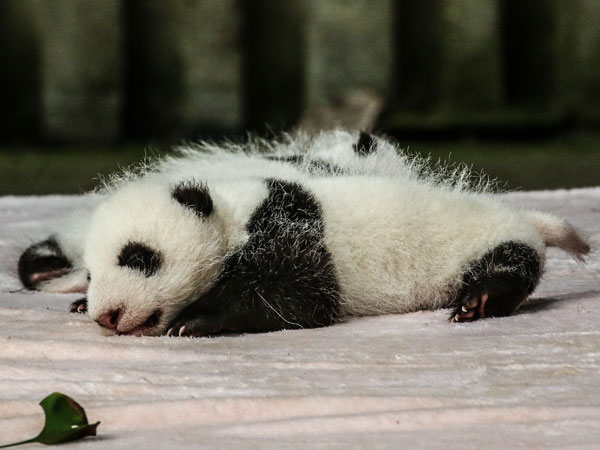 Baby Panda