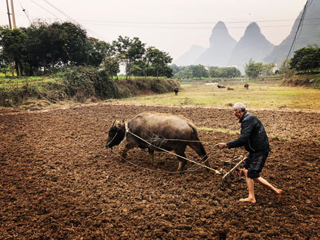 Water buffalo working in field