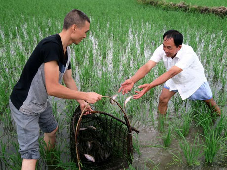 Catch fishes in Organic Rice Field