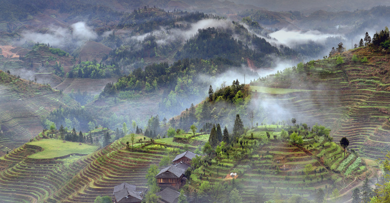 Longji Rice Fields