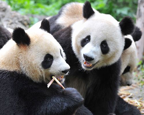 the giant pandas