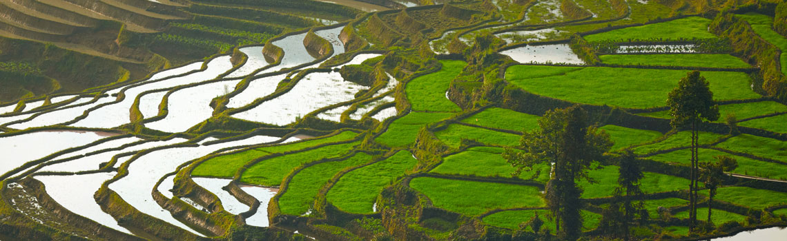 Yuanyang
