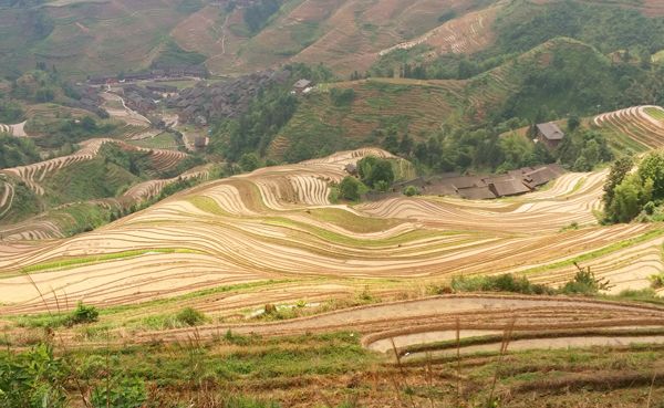 Longji Terraced Fields