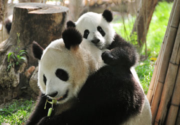 China panda tour