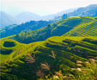 Longji Terraced Fields