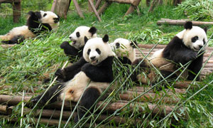 A CLOSE EXPERIENCE WITH PANDAS