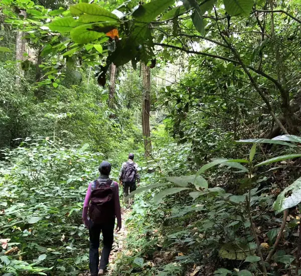 森の中でハイキング2ーお客様からの写真