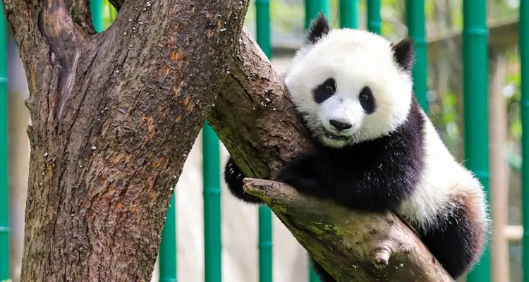 panda in Dujiangyan Panda Base