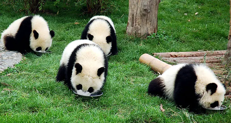 Baby Pandas