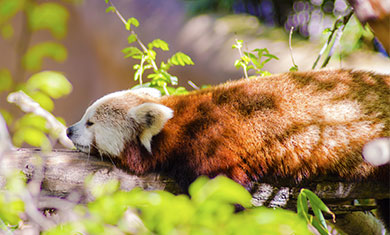 Sichuan Adventure Tour from Chengdu