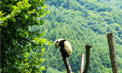 Wolong In-Depth Panda Tour