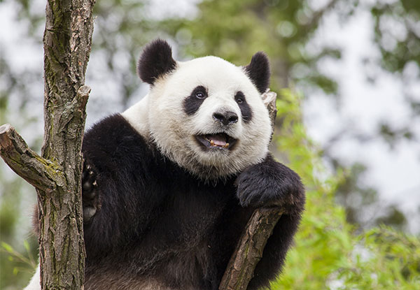 panda