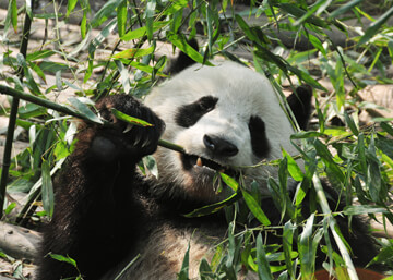 the Giant Panda