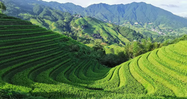  rice terrace