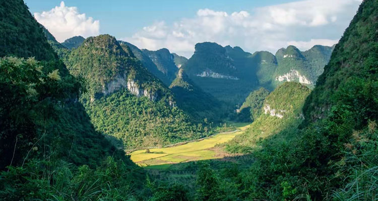 green mountains and yellow rice fields