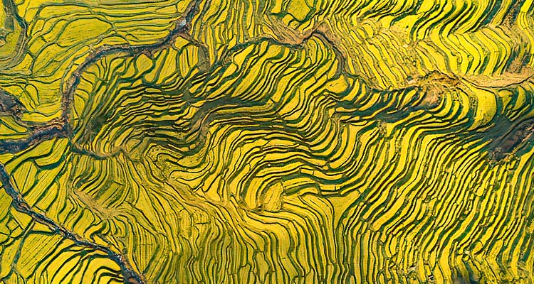 the terraced fields with rapeseed flower seeing from above