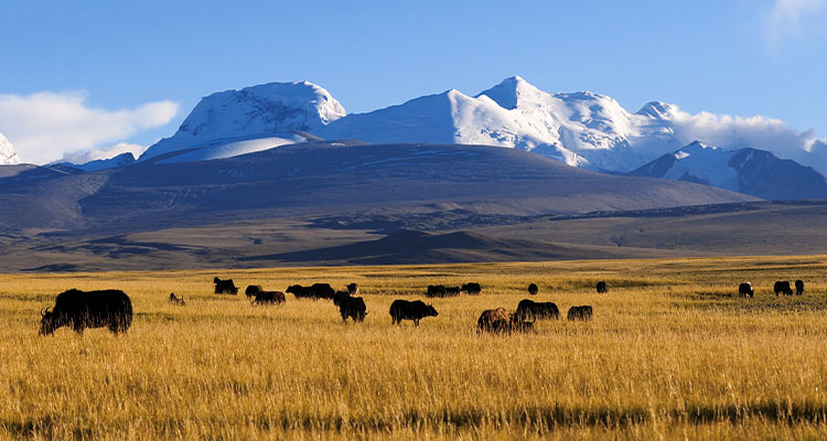 Yaks and snow mountains