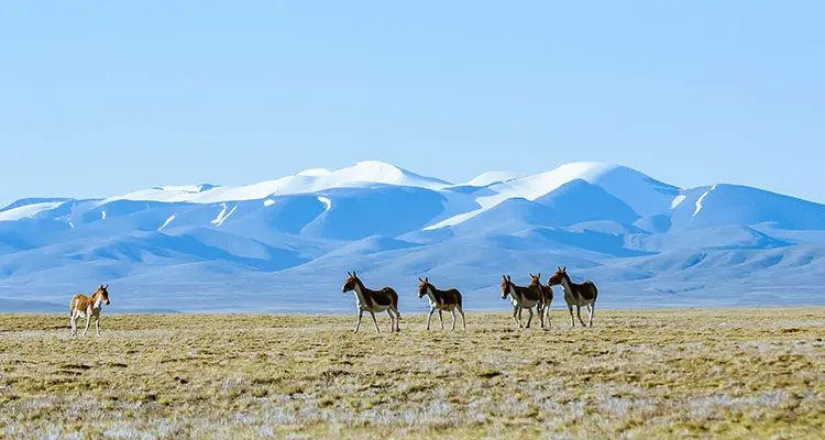 Tibetan donkeys