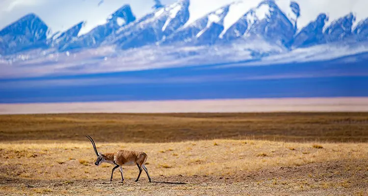 Tibetan antelope