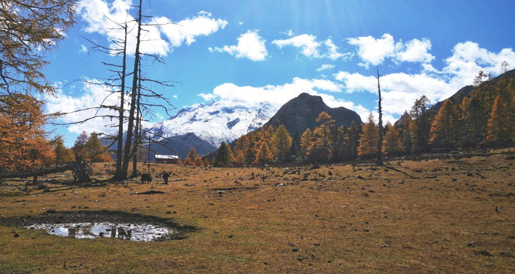the meadow and the snow peak
