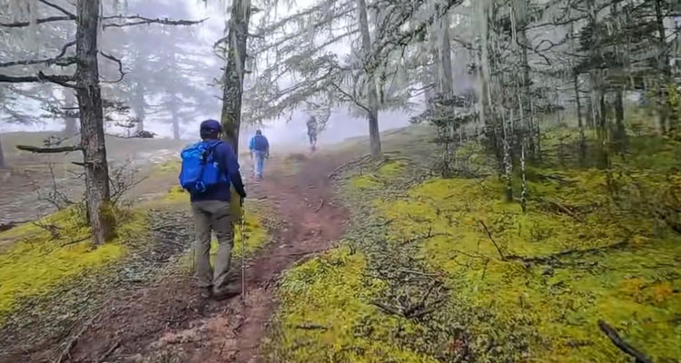 walking in the forest