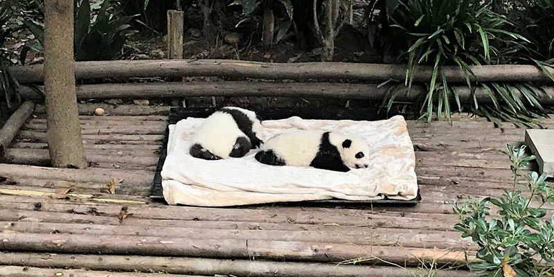 Baby pandas