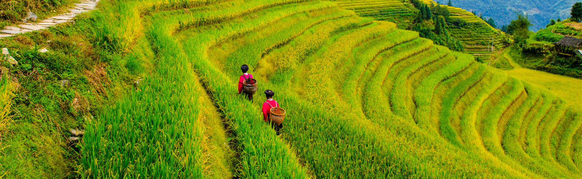 One-Day Longji Rice Terraced Fields and Minority Villages Tour