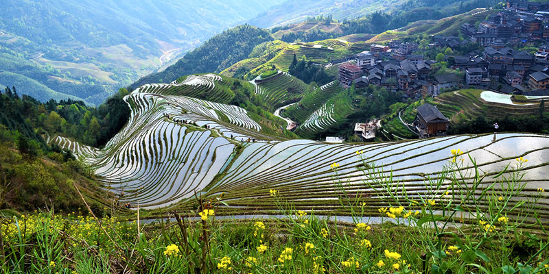 Nine Dragons and Five Tigers