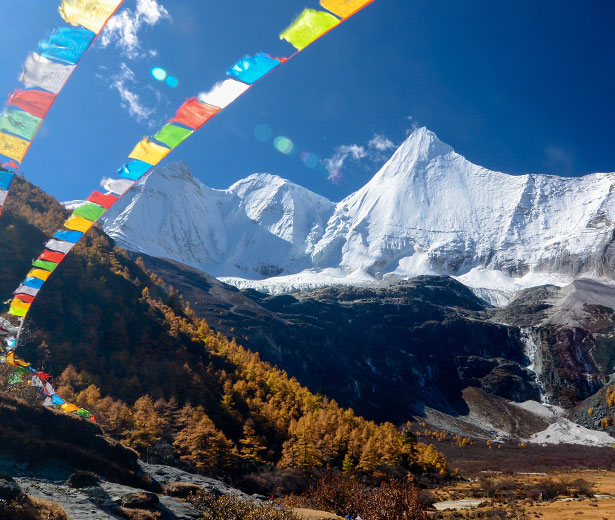 the yellow forest and snow mountains