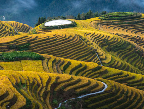 yellow terraced fields