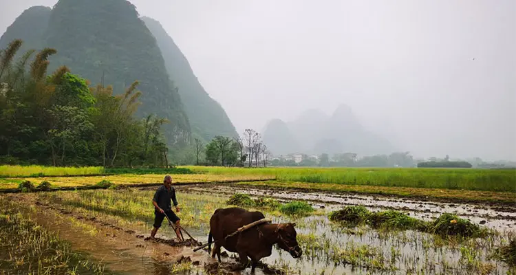 Yangshuo local village