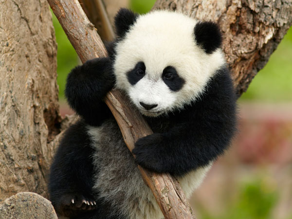 Giant Pandas — All the Things You Want to Know