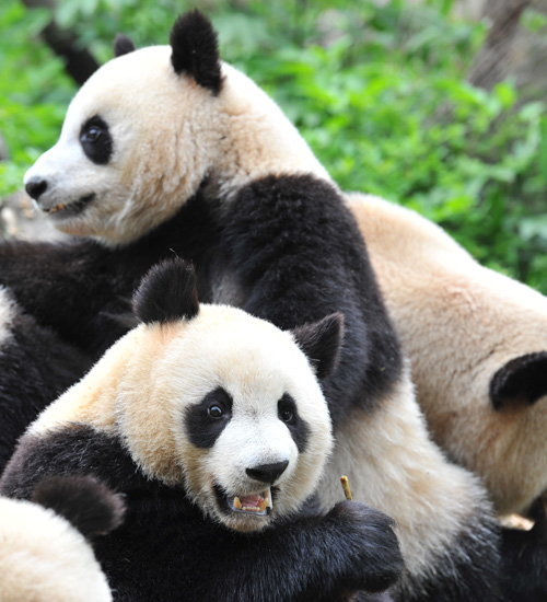Волонтерские программы к большим пандам