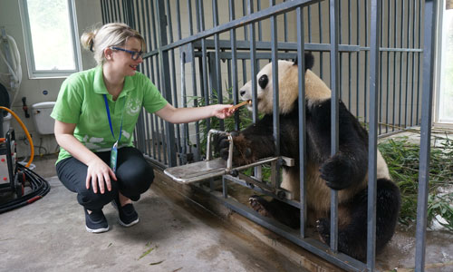 Panda Keeper Program, Feeding the Panda