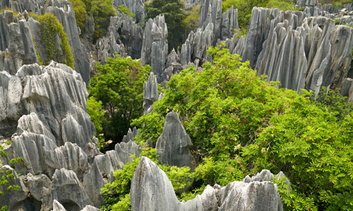 Stone Forest