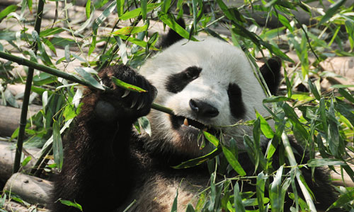 The Giant Panda