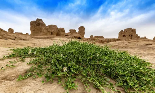 Desert Scenery