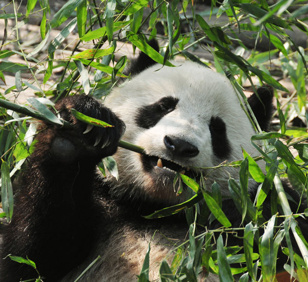 panda travel tour packages