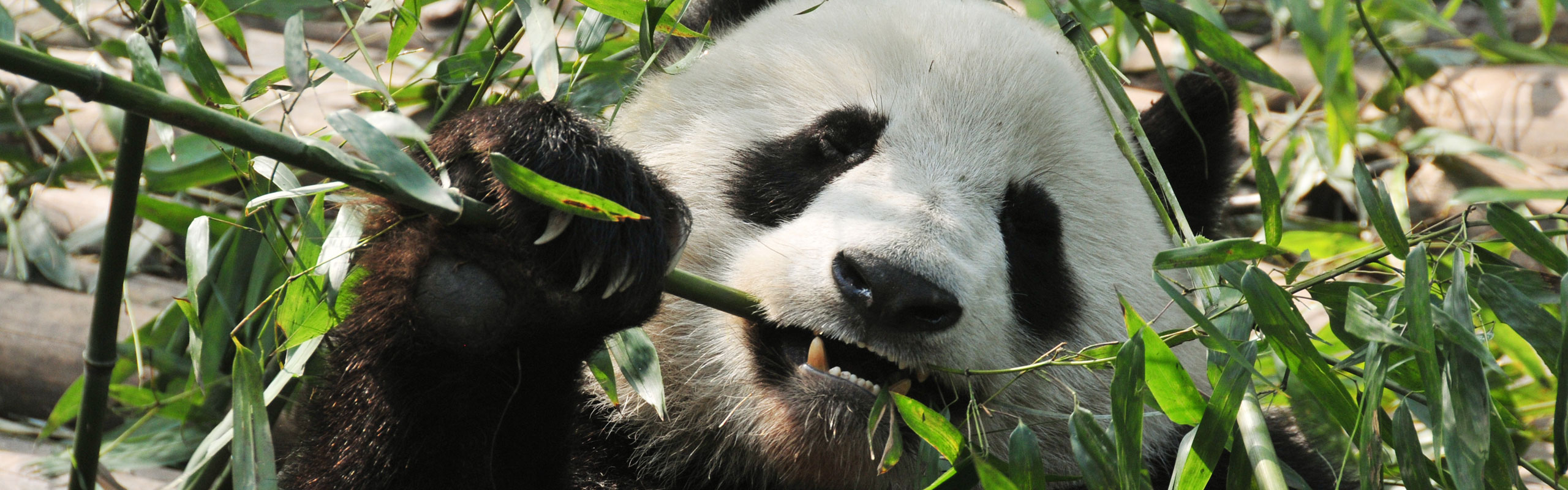 One Day Chengdu Panda and Sichuan Cuisine Tour